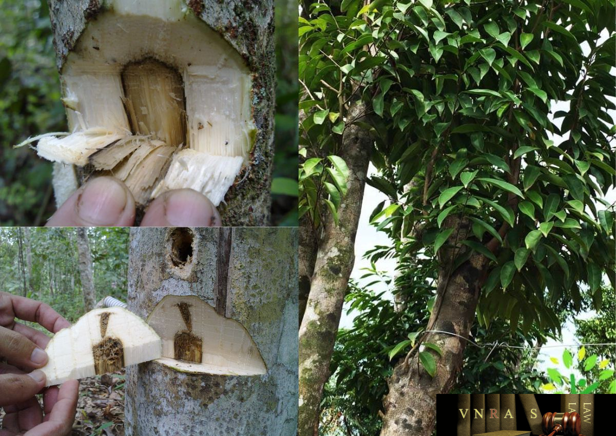 Chọn nguyên liệu